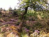 th_1306790867.jpg