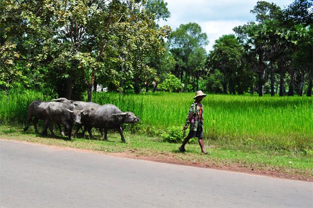 Vietnam, Camboya y Malasia, un viaje con final apoteósico - Blogs de Asia Sudeste - Siem Reap (8)
