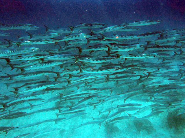Pulau Mabul - Vietnam, Camboya y Malasia, un viaje con final apoteósico (7)