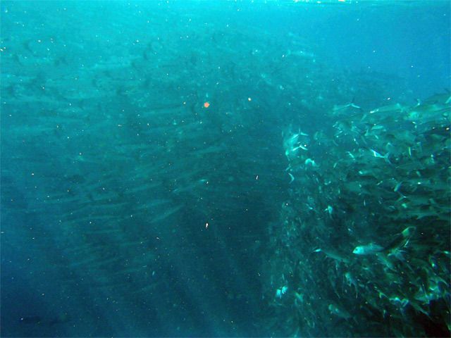 Pulau Mabul - Vietnam, Camboya y Malasia, un viaje con final apoteósico (8)