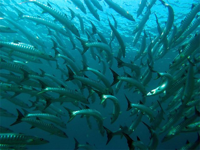 Pulau Mabul - Vietnam, Camboya y Malasia, un viaje con final apoteósico (2)