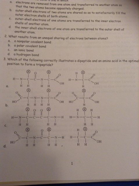 which-of-the-following-correctly-illustrates-a-dipeptide-and-an-amino