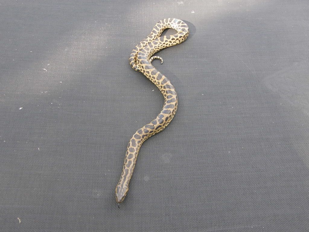 anacondas and tree boas Reptile Forums