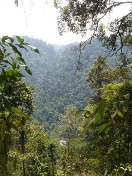 Hutan Hujan Tropis Sumatera
