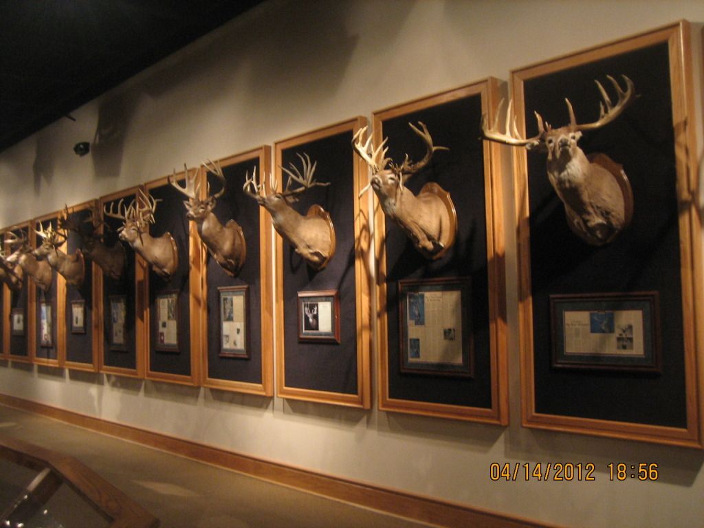 deer hall of fame photo: Deer Country at Cabela's Image2163.jpg