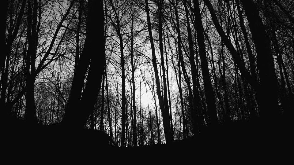 Into%20the%20woods.jpg