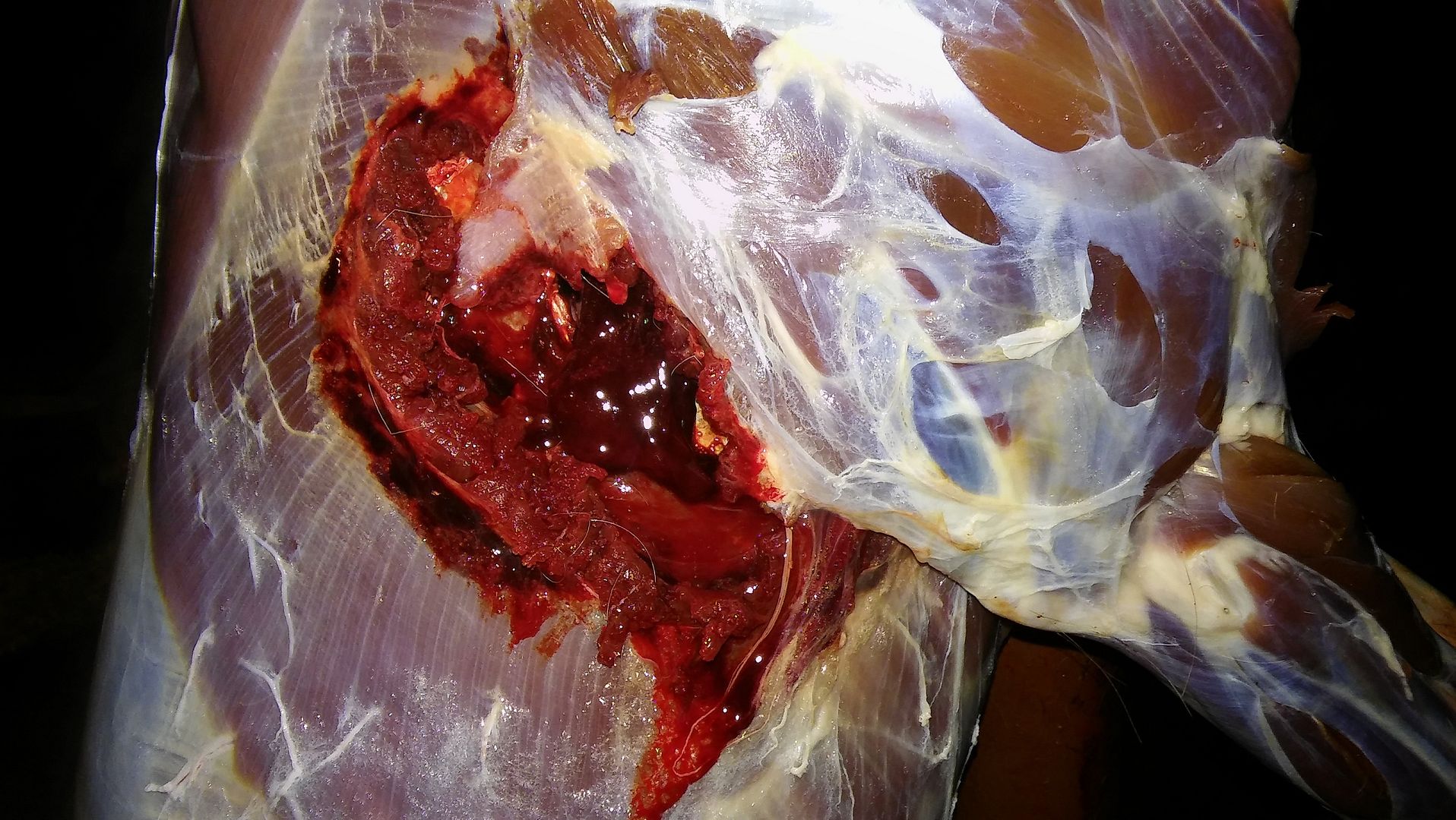 [Image: 20151205_210241.jpg]