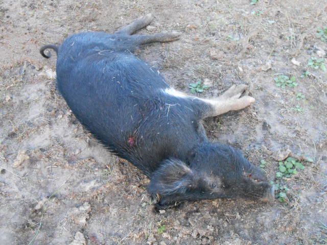 [Image: DSCN0722.jpg]