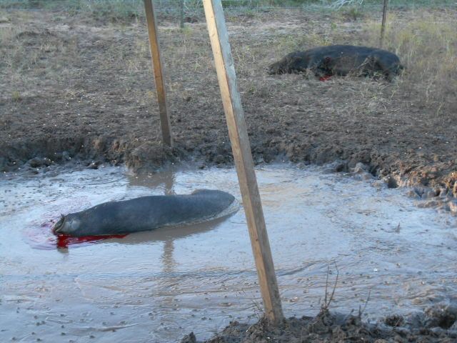 [Image: DSCN0805.jpg]