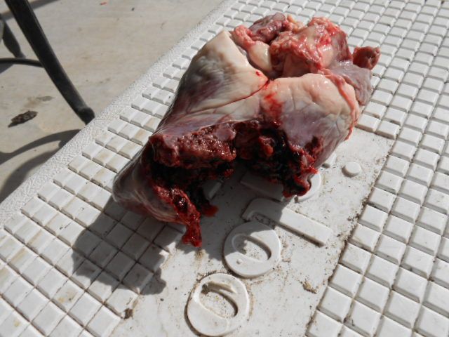 [Image: DSCN0821.jpg]