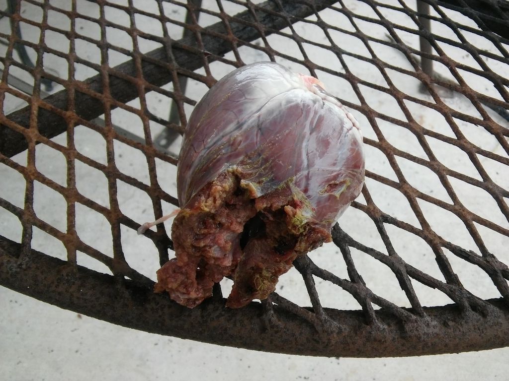 [Image: heartshot.jpg]