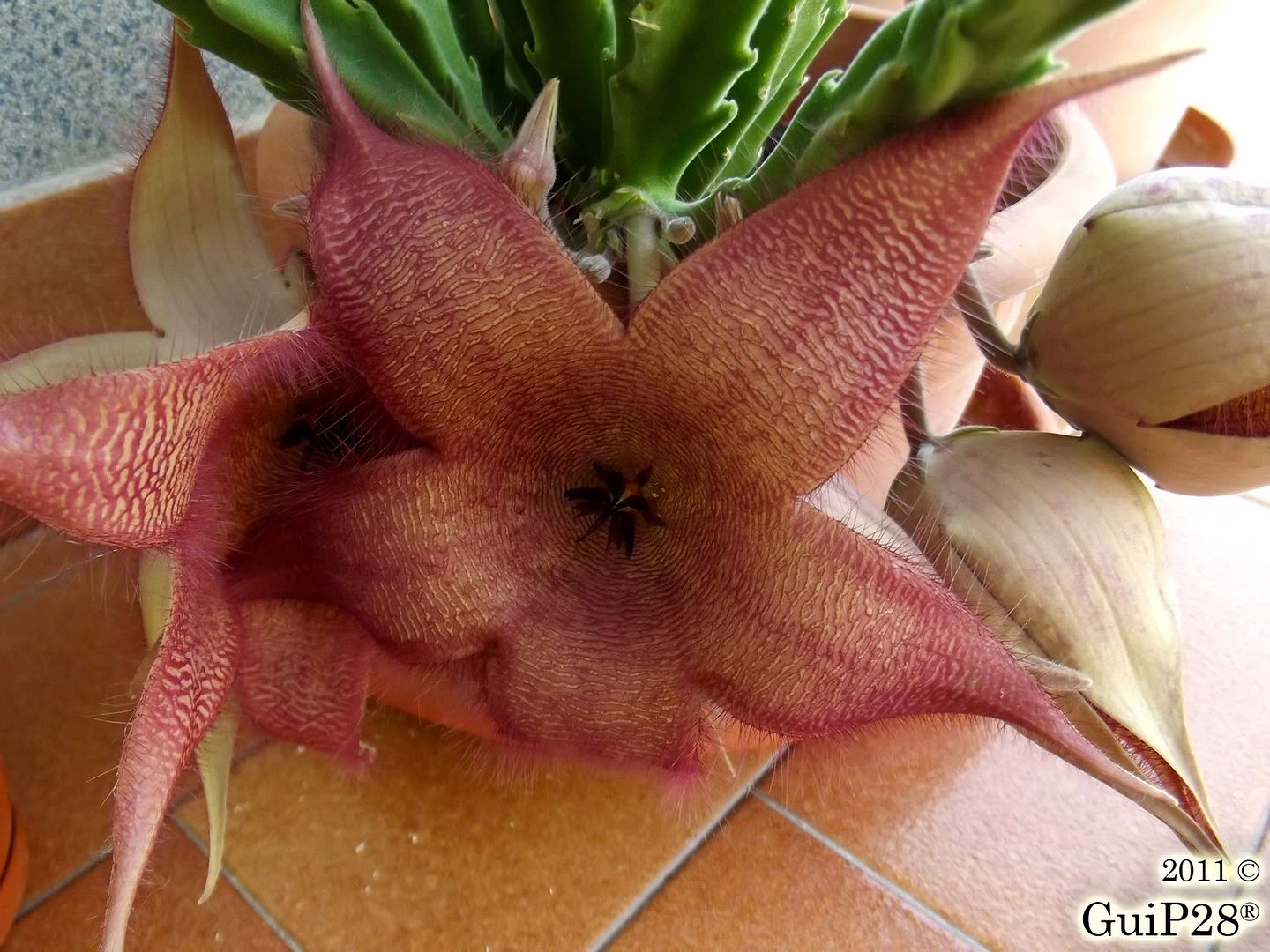 Stapelia grandiflora, Stapelia grandiflora (Settembre 2011)