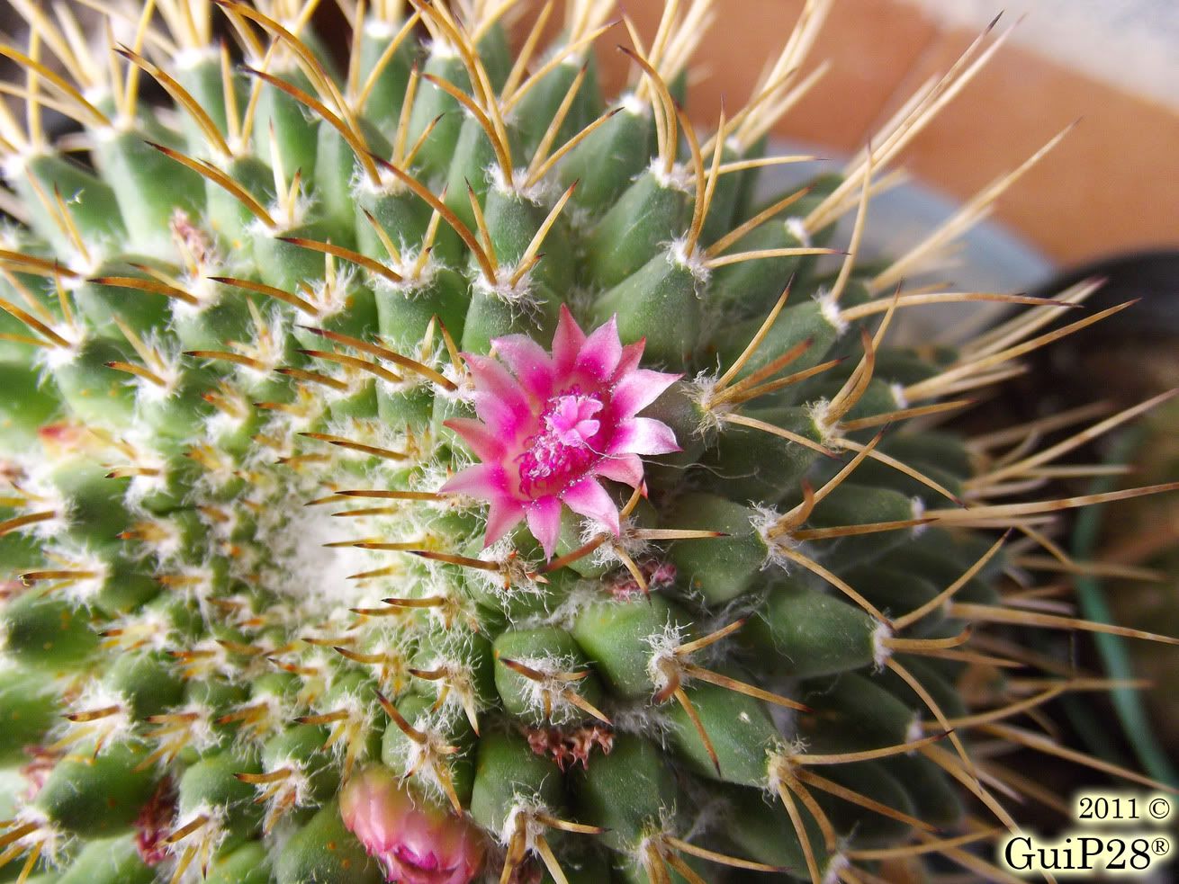 Mammillaria compressa, Mammillaria compressa (Settembre 2011)