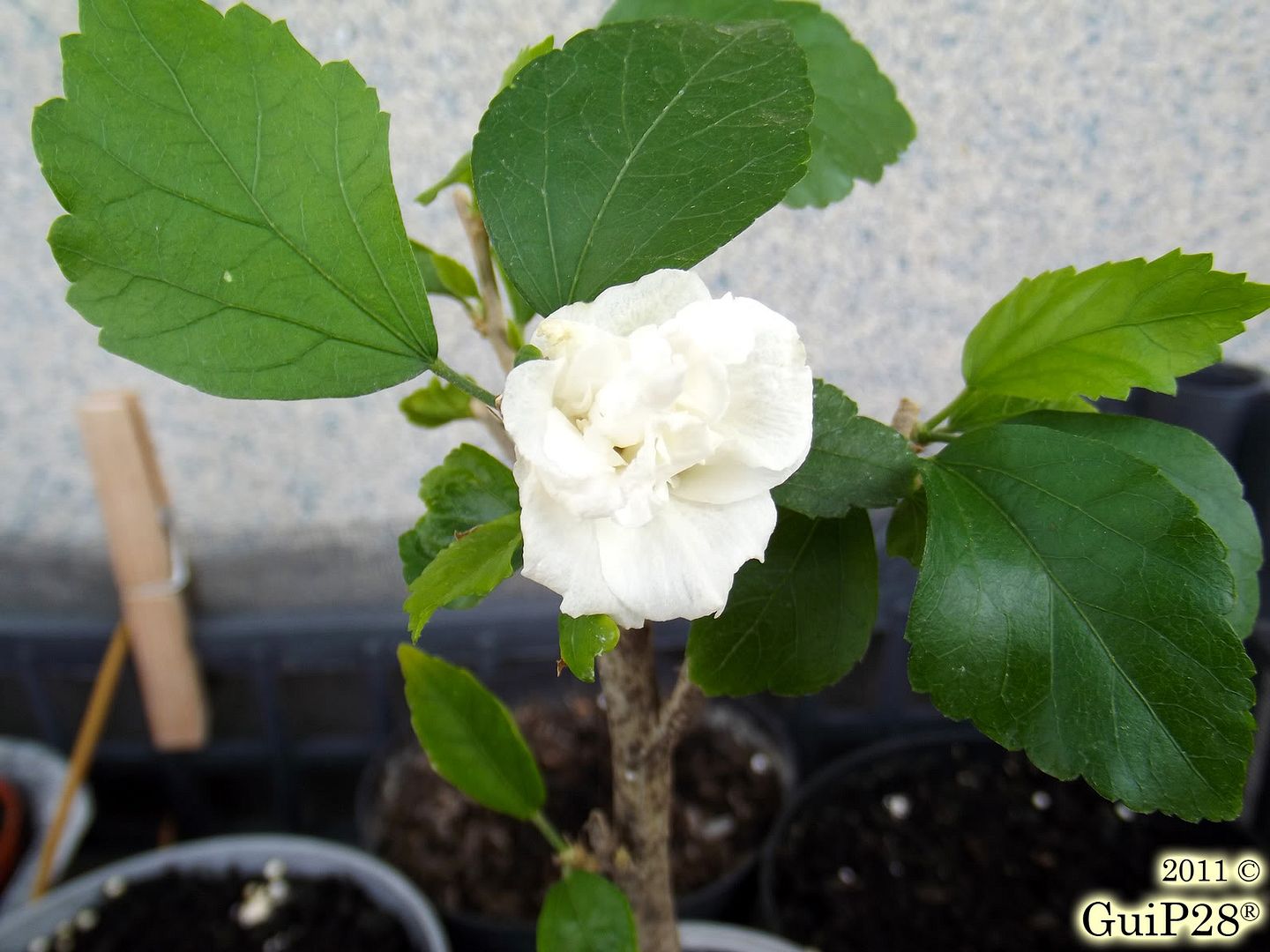 Hibiscus syriacus, Hibiscus syriacus (Settembre 2011)