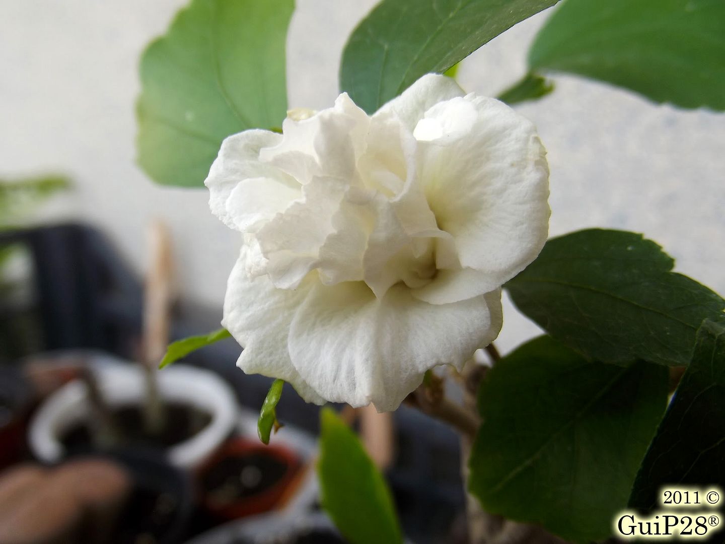 Hibiscus syriacus, Hibiscus syriacus (Settembre 2011)