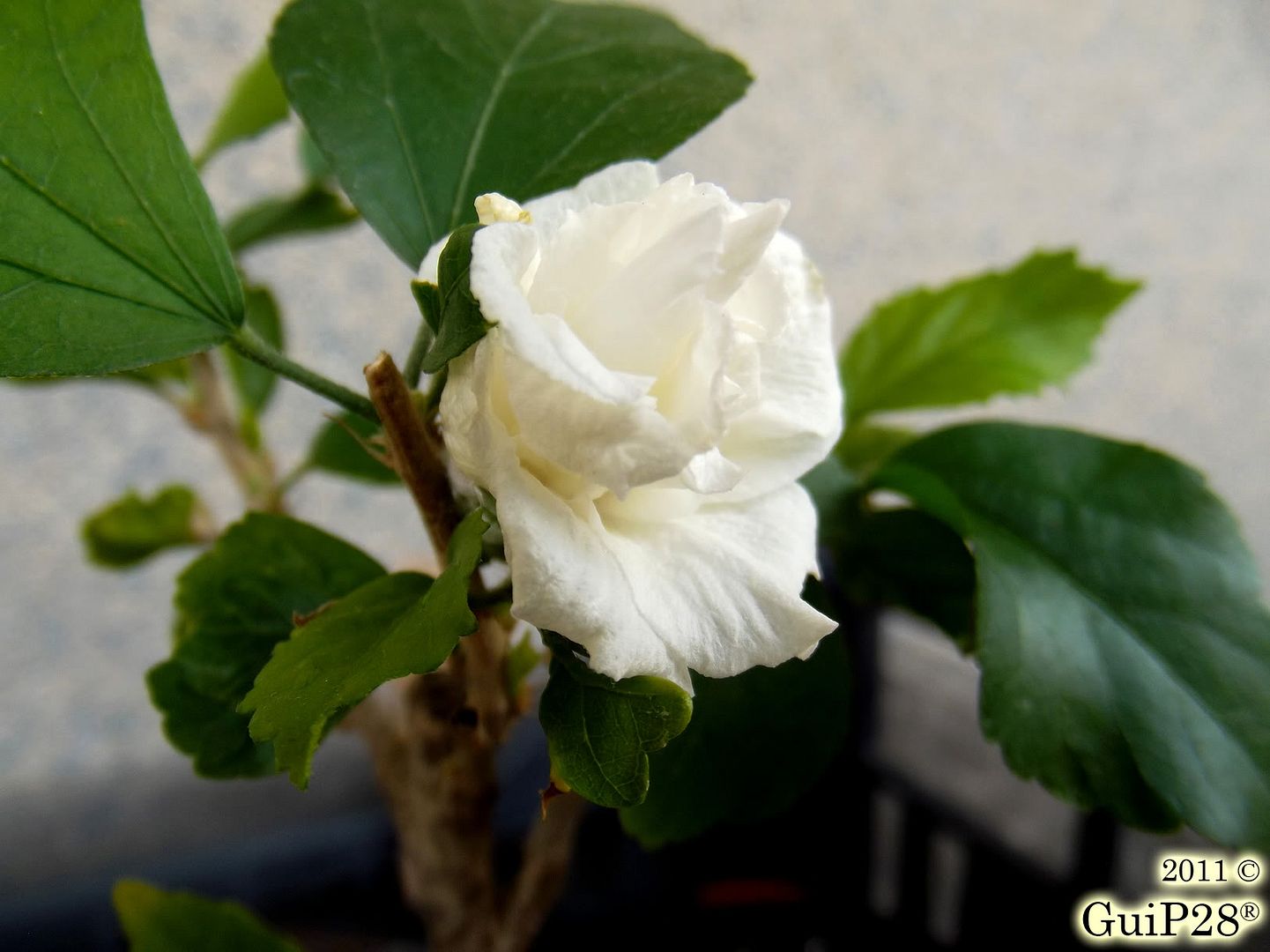Hibiscus syriacus, Hibiscus syriacus (Settembre 2011)