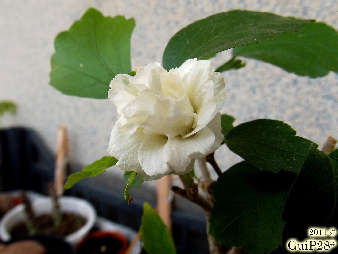 Hibiscus syriacus, Hibiscus syriacus (Settembre 2011)