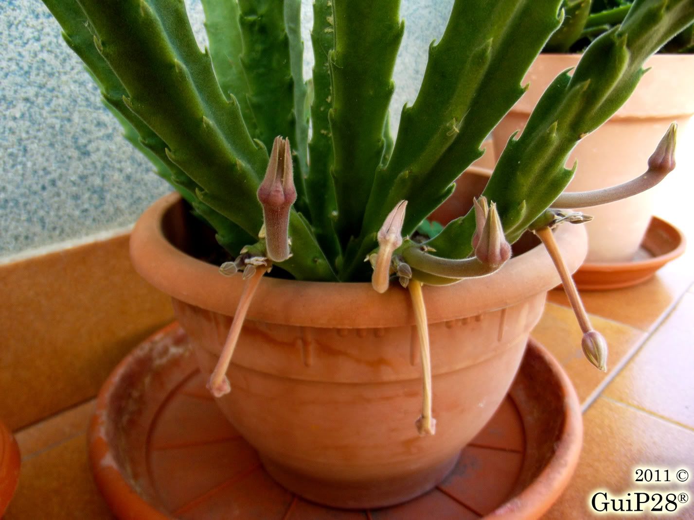 Stapelia grandiflora, Stapelia grandiflora (Ottobre 2011)