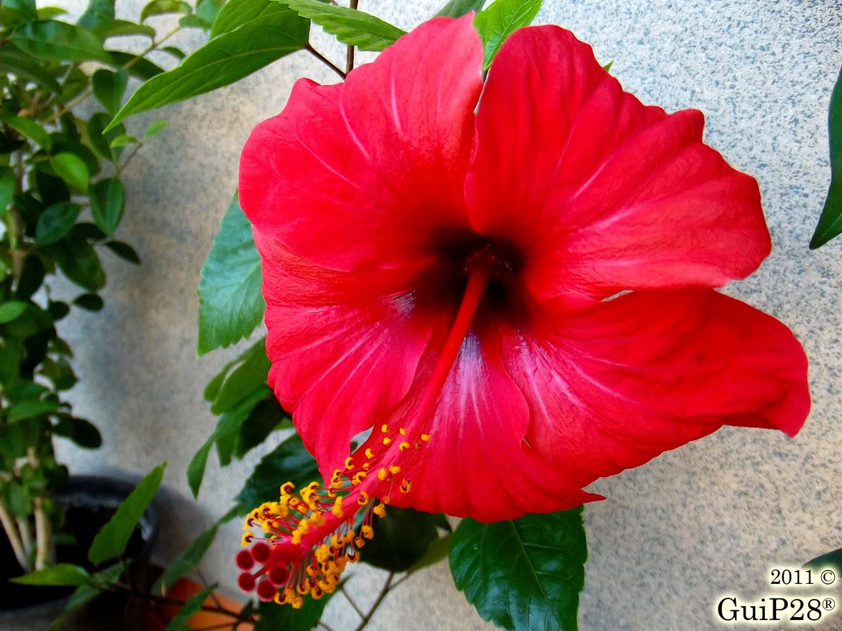 Hibiscus rosa sinensis, Hibiscus rosa sinensis (Ottobre 2011)