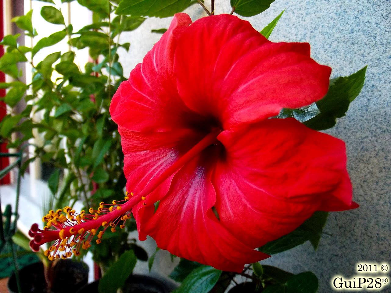 Hibiscus rosa sinensis, Hibiscus rosa sinensis (Ottobre 2011)