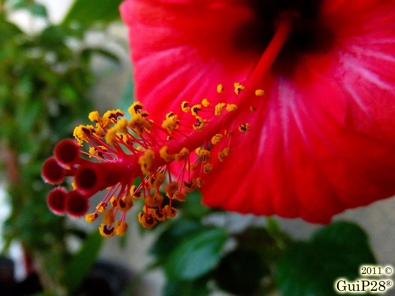 Hibiscus rosa sinensis, Hibiscus rosa sinensis (Ottobre 2011)