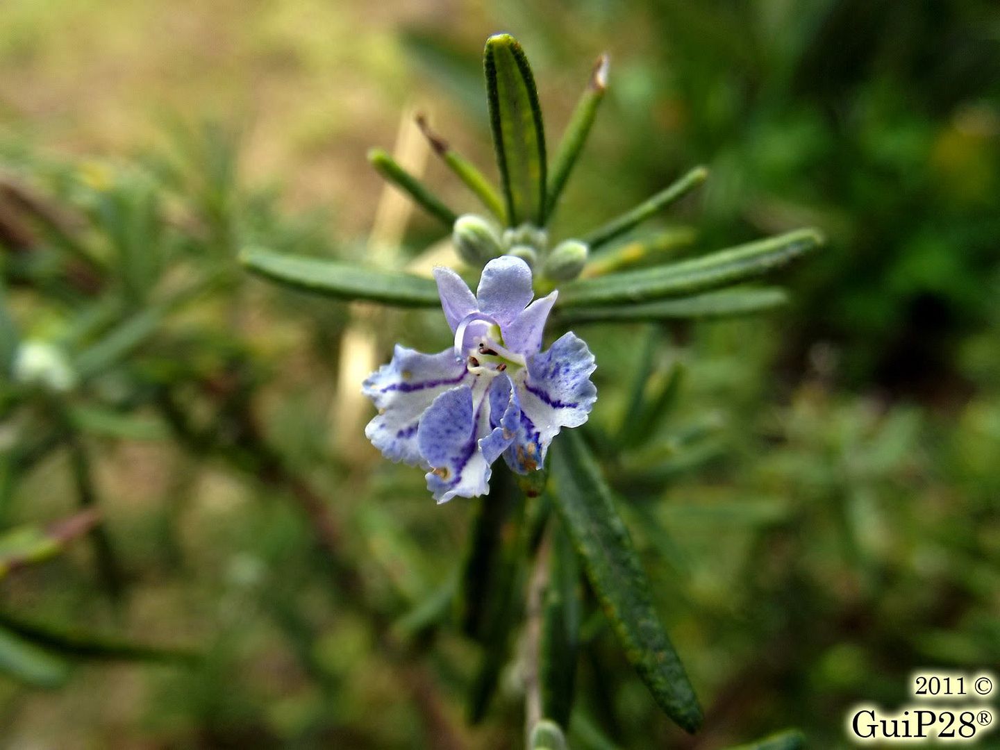 Rosmarinus officinalis, Rosmarinus officinalis (Dicembre 2011)