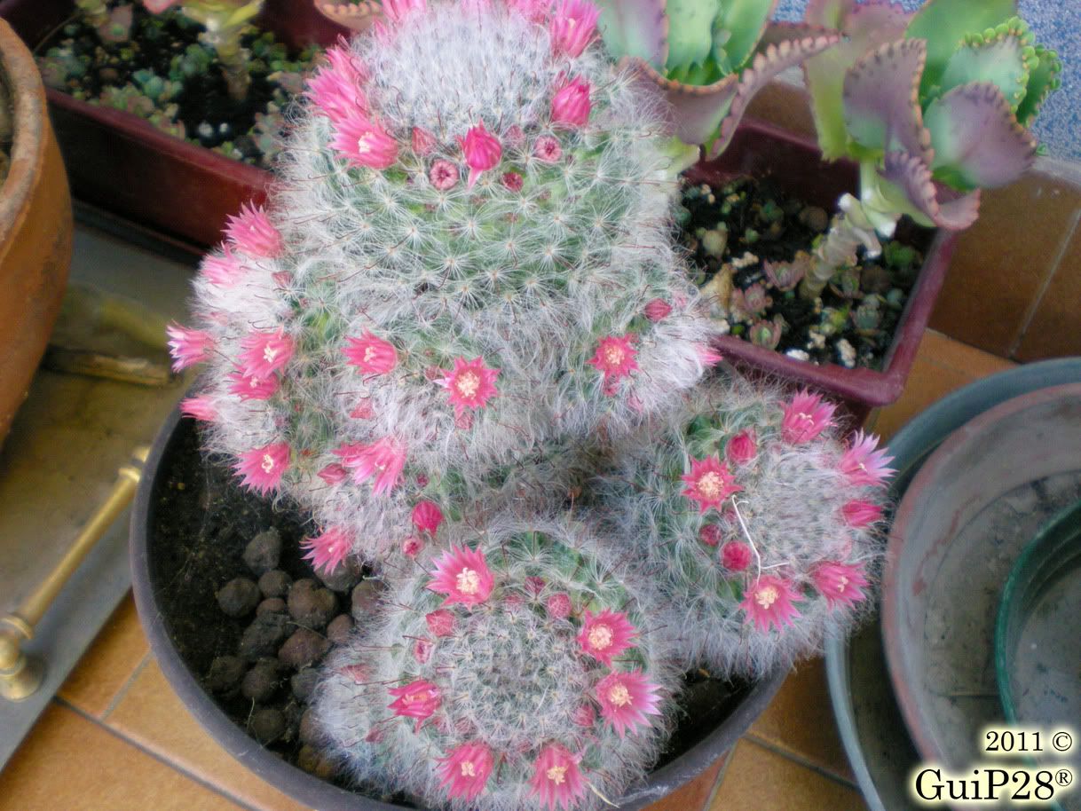 Mammillaria bocasana, Mammillaria bocasana (Maggio 2011)