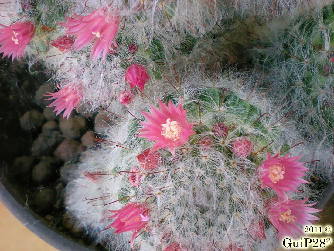 Mammillaria bocasana, Mammillaria bocasana (Maggio 2011)