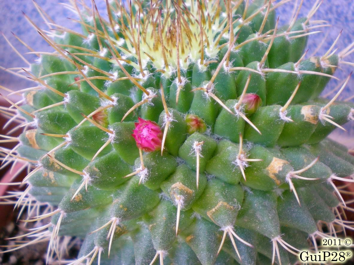 Mammillaria compressa, Mammillaria compressa (Giugno 2011)
