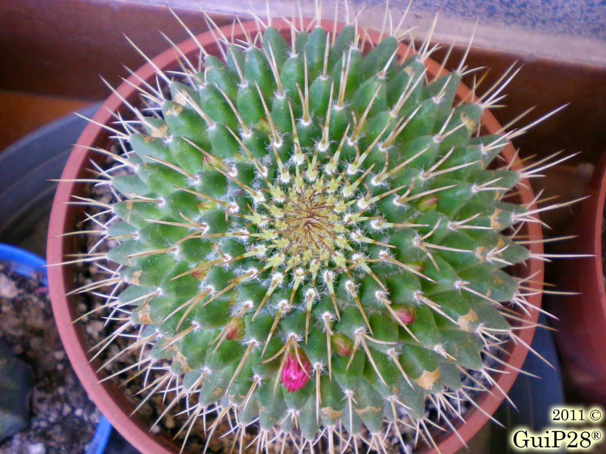 Mammillaria compressa, Mammillaria compressa (Giugno 2011)