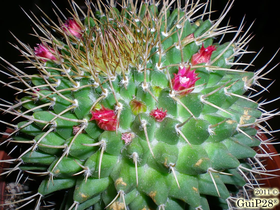 Mammillaria compressa, Mammillaria compressa (Luglio 2011)