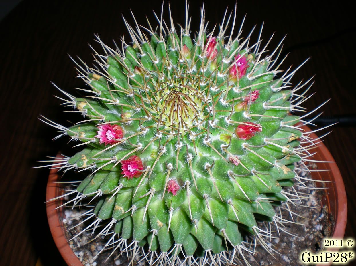 Mammillaria compressa, Mammillaria compressa (Luglio 2011)