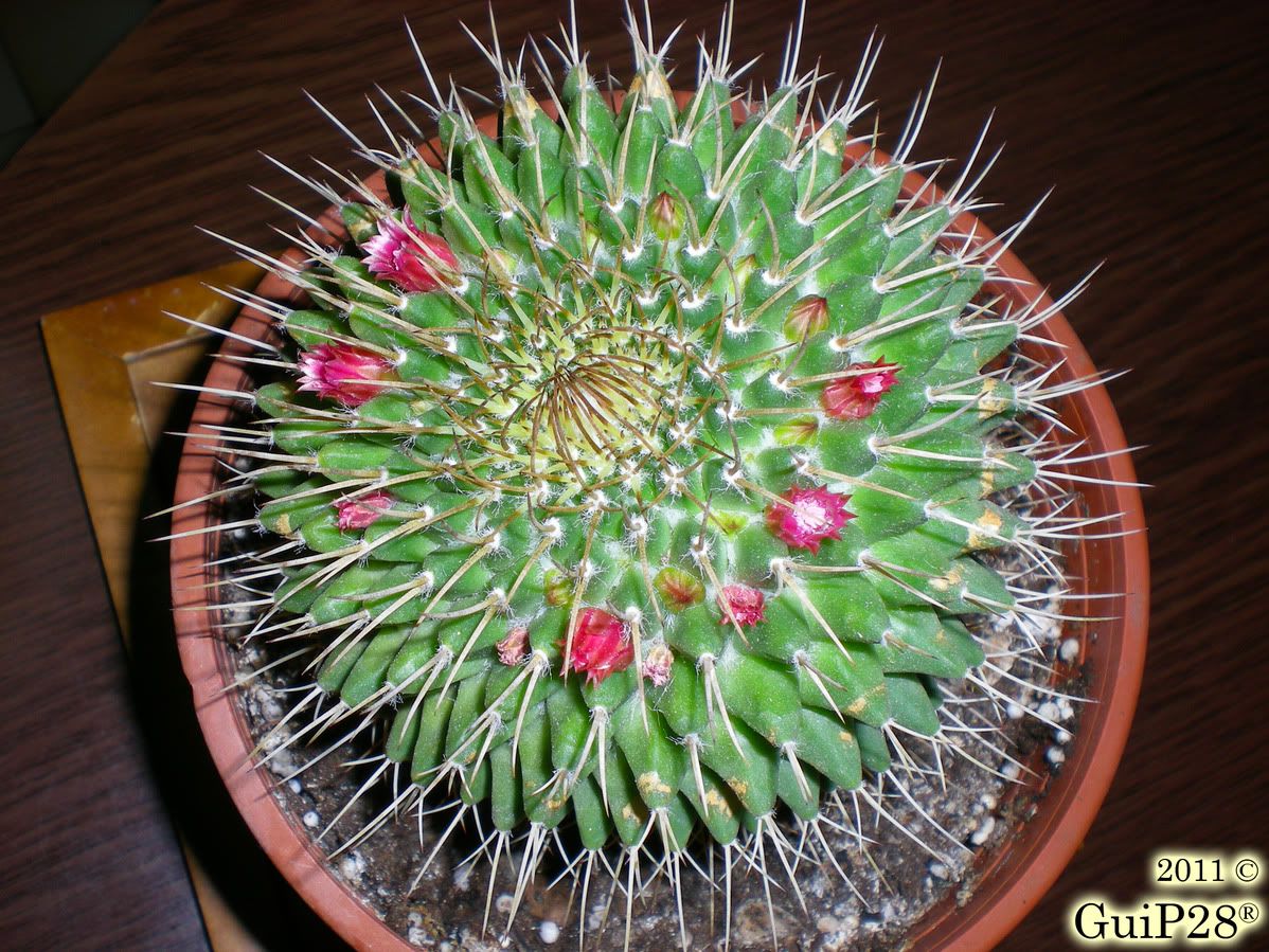 Mammillaria compressa, Mammillaria compressa (Luglio 2011)