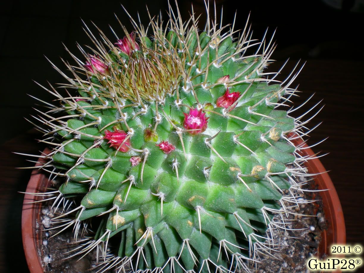 Mammillaria compressa, Mammillaria compressa (Luglio 2011)