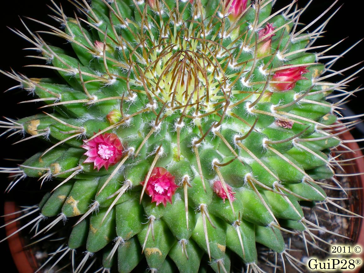 Mammillaria compressa, Mammillaria compressa (Luglio 2011)