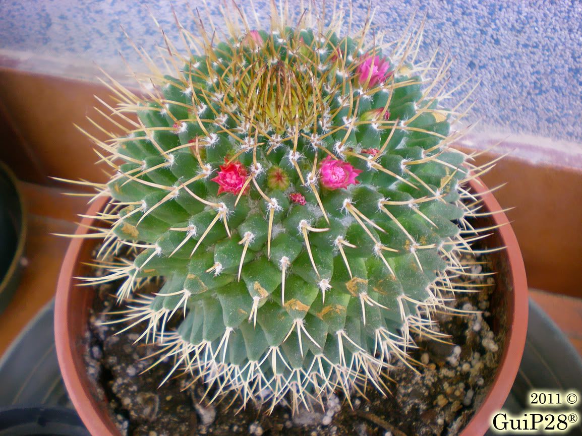 Mammillaria compressa, Mammillaria compressa (Luglio 2011)