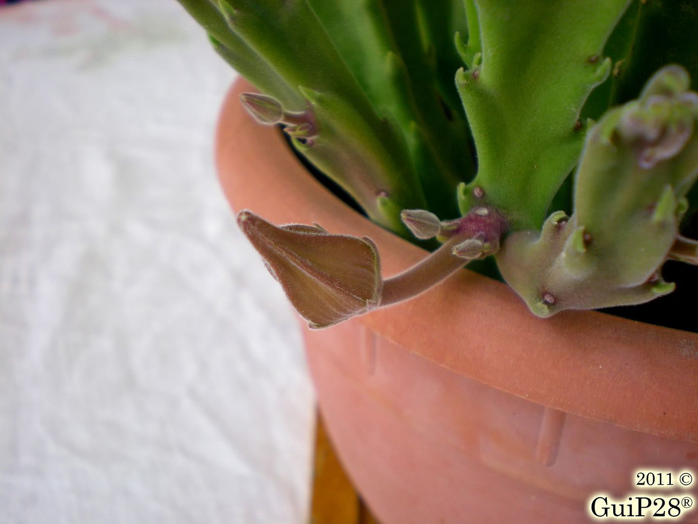 Stapelia grandiflora, Stapelia grandiflora (Agosto 2011)