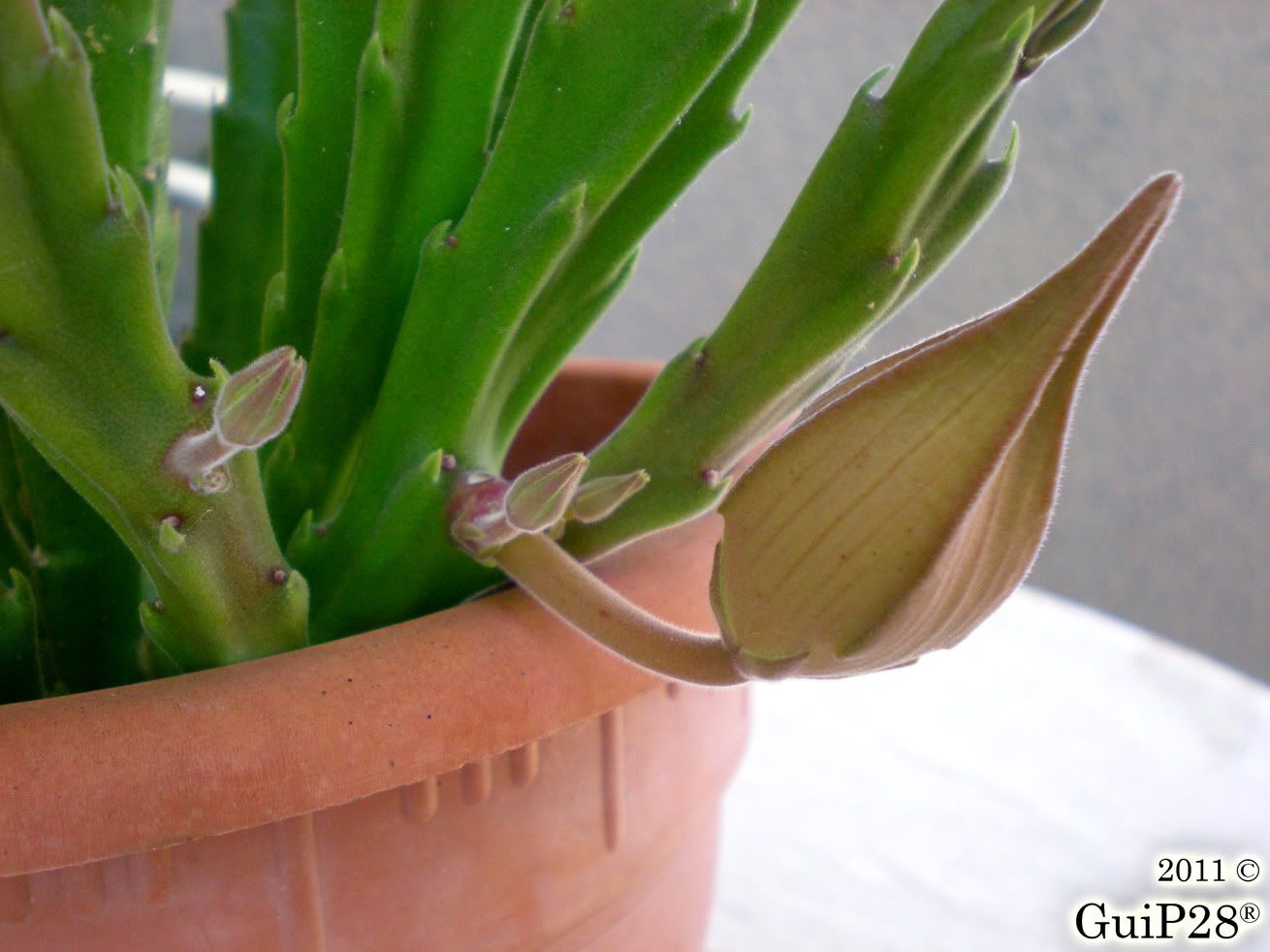 Stapelia grandiflora, Stapelia grandiflora (Agosto 2011)