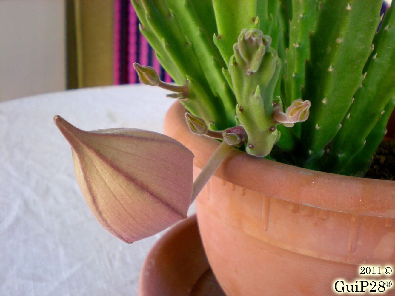 Stapelia grandiflora, Stapelia grandiflora (Agosto 2011)