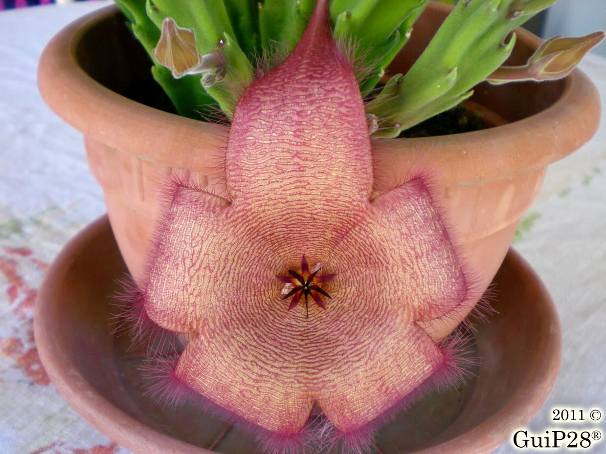 Stapelia grandiflora, Stapelia grandiflora (Agosto 2011)