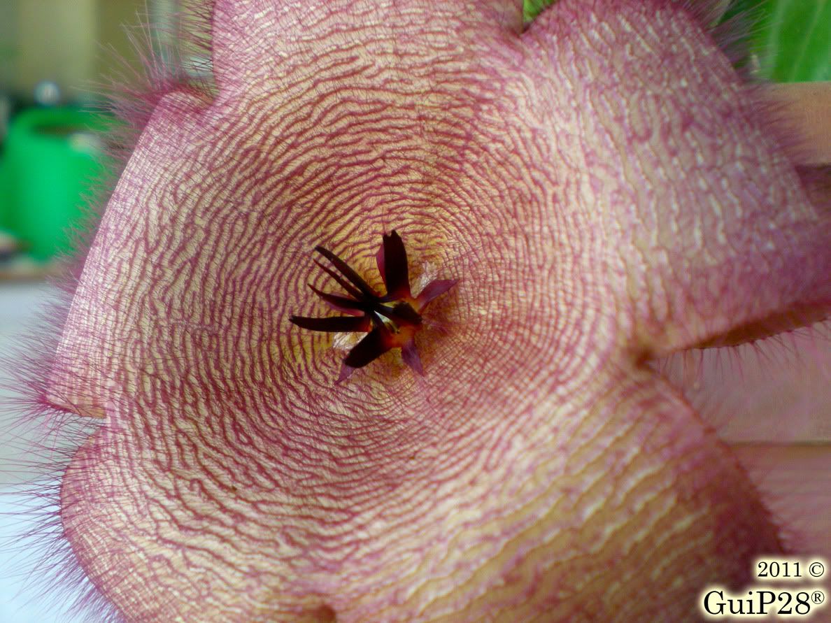Stapelia grandiflora, Stapelia grandiflora (Agosto 2011)