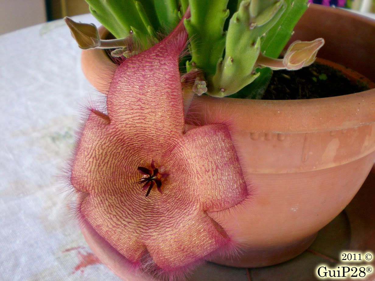 Stapelia grandiflora, Stapelia grandiflora (Agosto 2011)