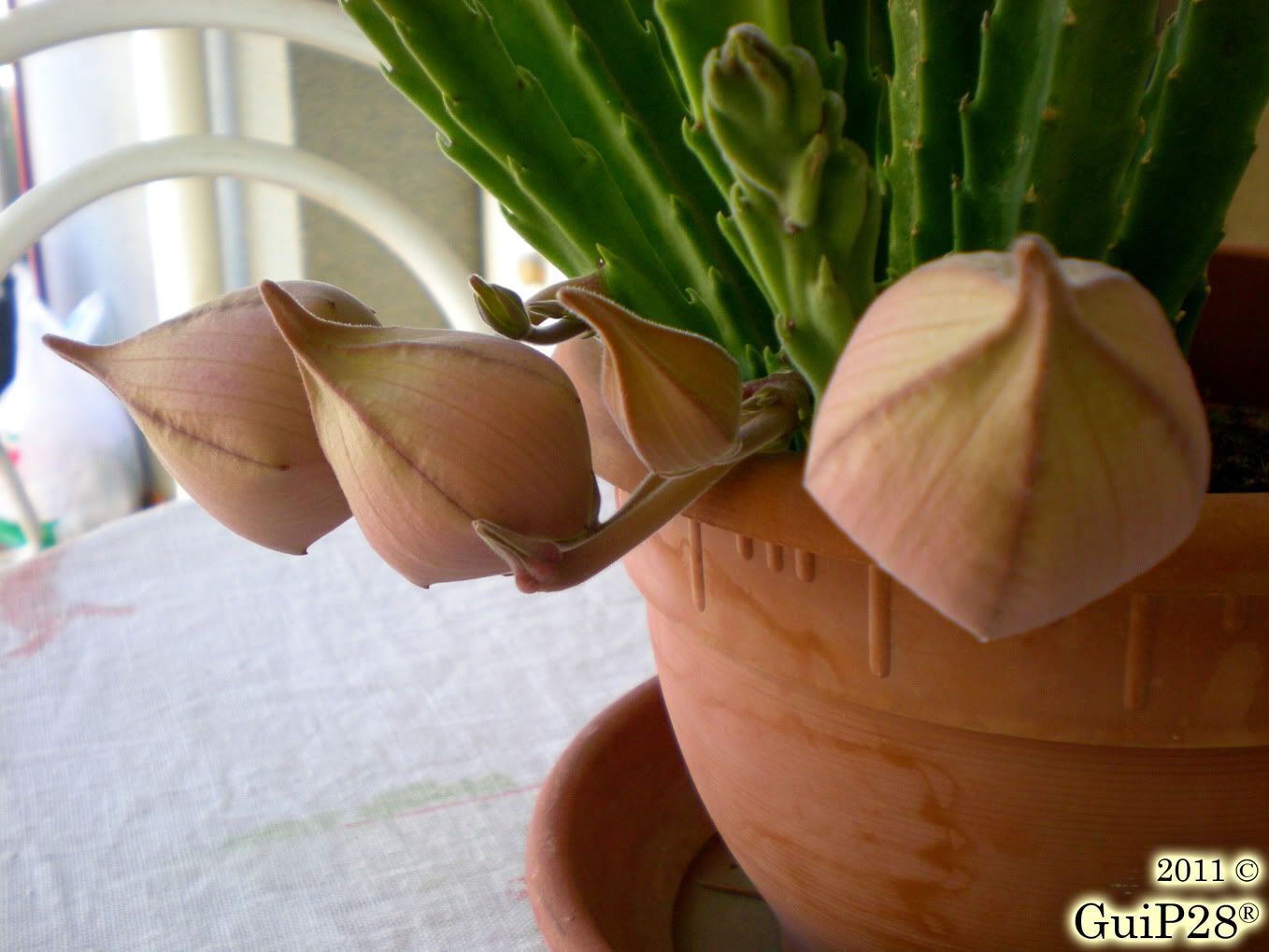 Stapelia grandiflora, Stapelia grandiflora (Agosto 2011)
