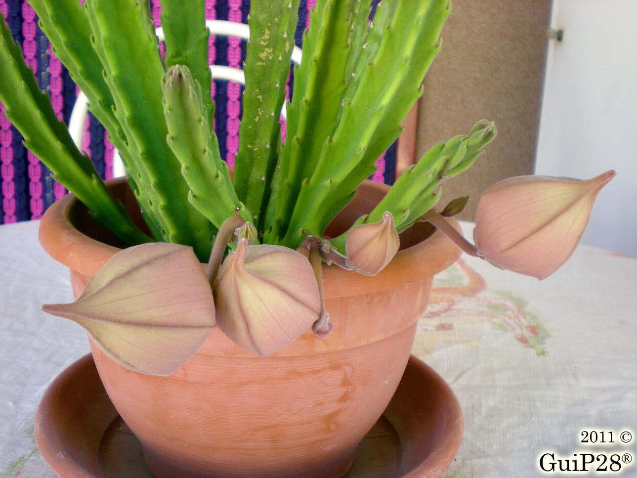 Stapelia grandiflora, Stapelia grandiflora (Agosto 2011)