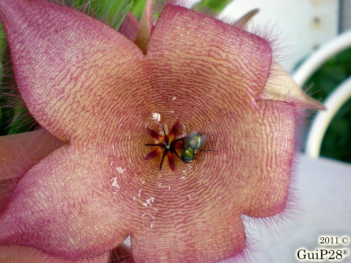 Stapelia grandiflora, Stapelia grandiflora (Agosto 2011)