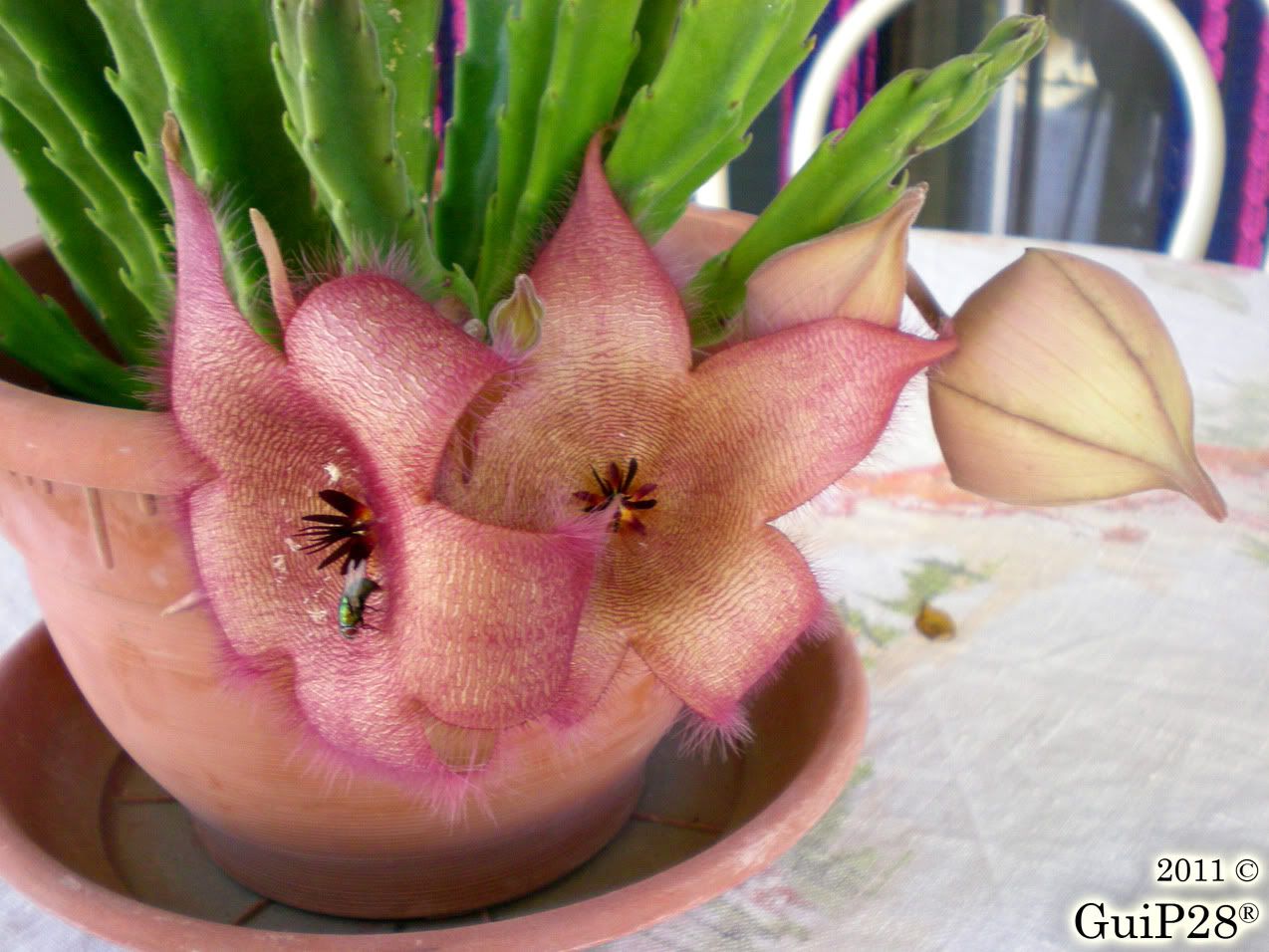 Stapelia grandiflora, Stapelia grandiflora (Agosto 2011)