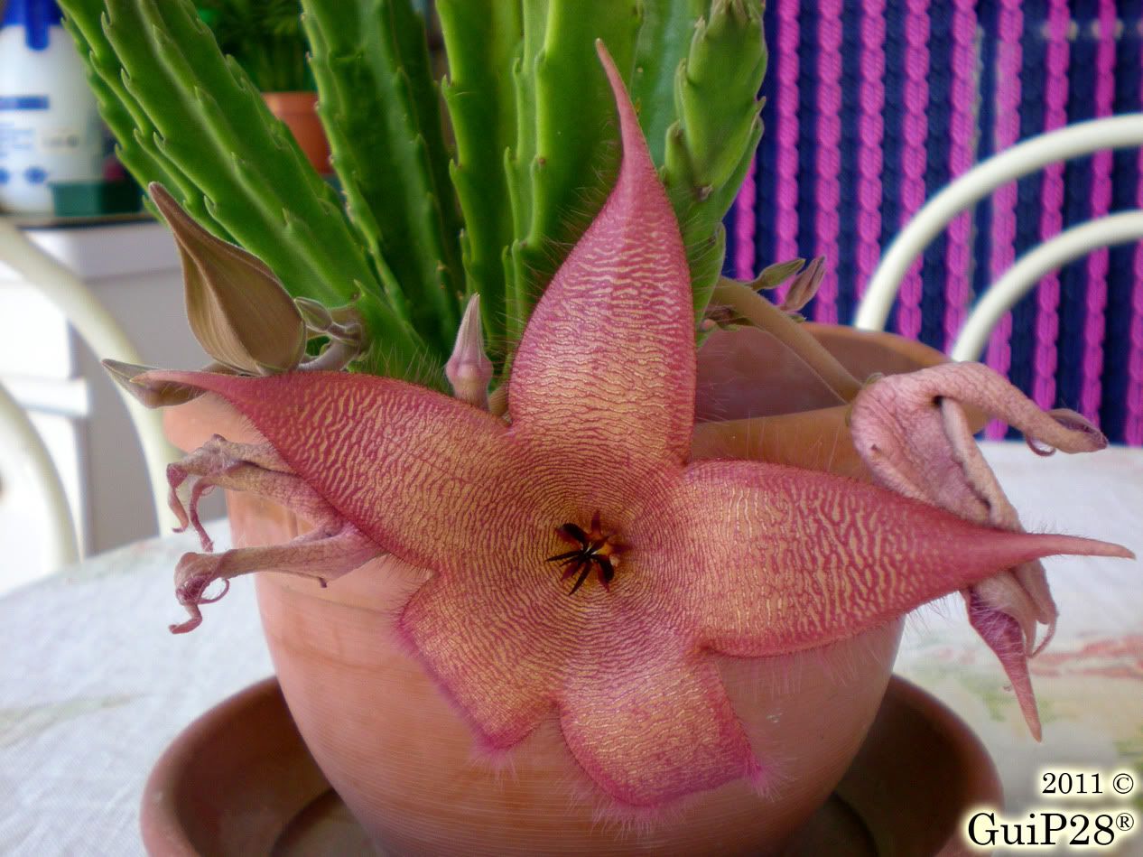 Stapelia grandiflora, Stapelia grandiflora (Settembre 2011)