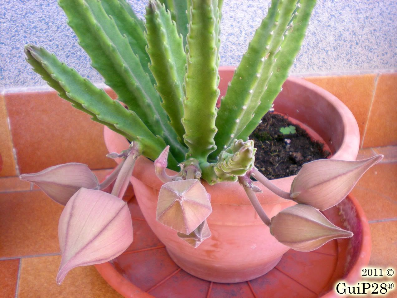 Stapelia grandiflora, Stapelia grandiflora (Settembre 2011)