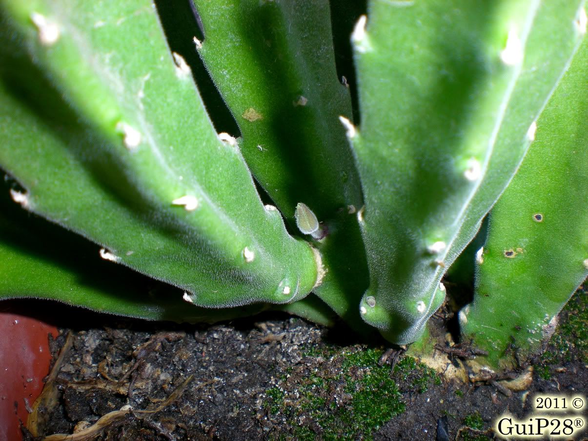 Stapelia grandiflora, Stapelia grandiflora (Settembre 2011)
