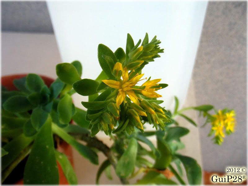 Sedum palmeri, Sedum palmeri (Gennaio 2012)